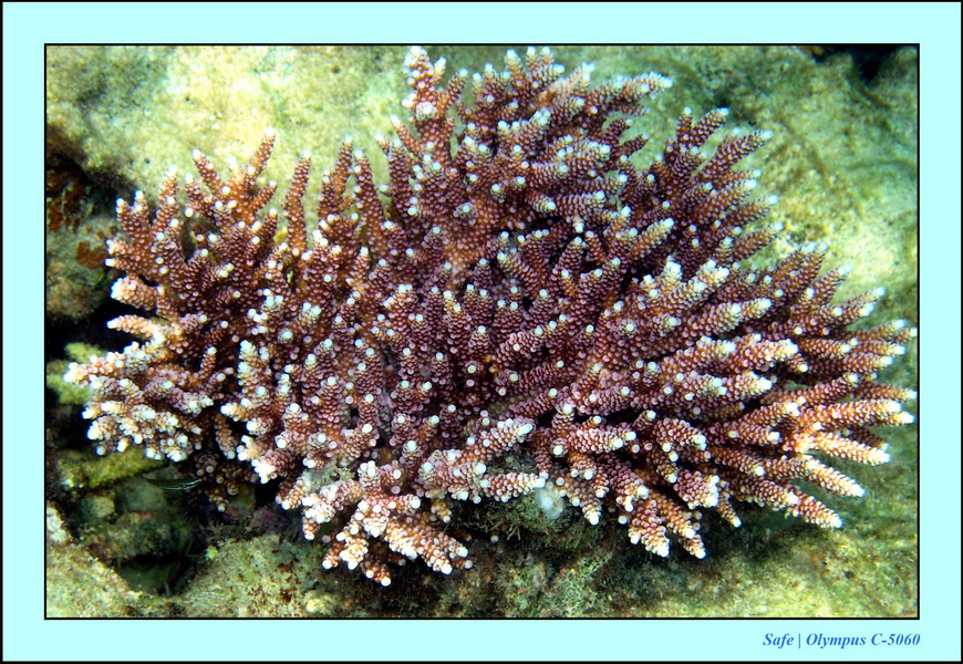 2005 - 08 - Redang  - 226.JPG